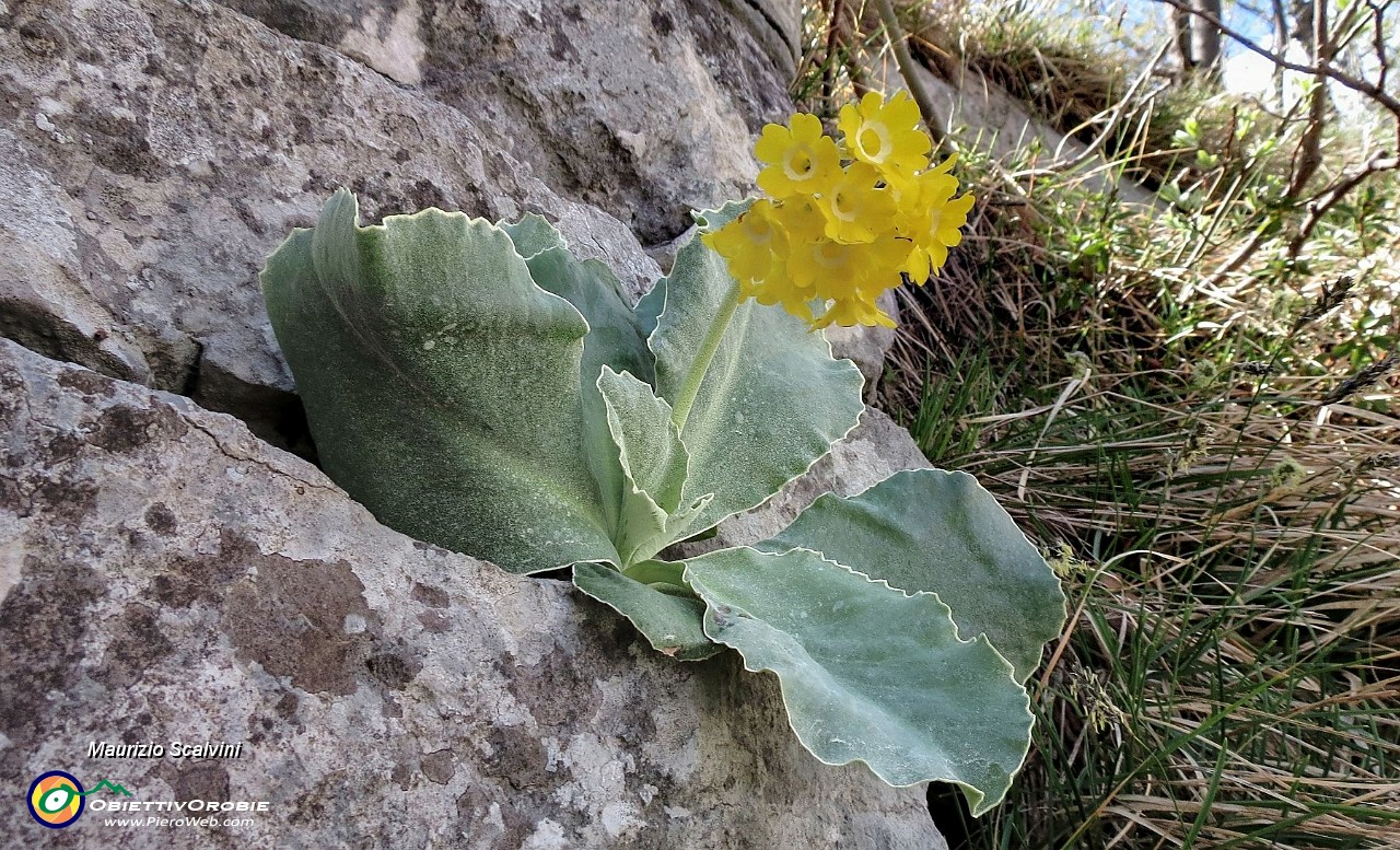 48 La bellissima Primula Orecchia d'Orso....JPG